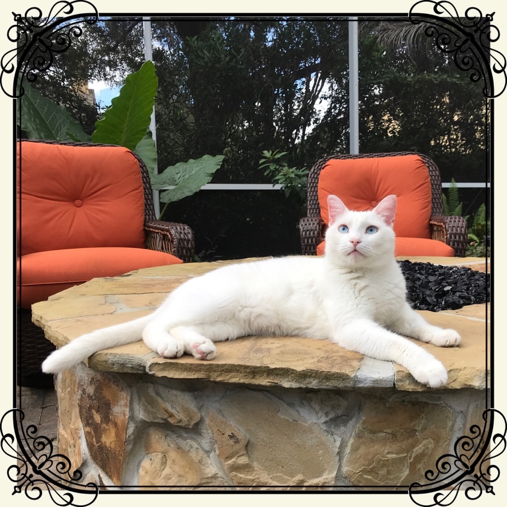 ♥️ My name is Oliver - Blue Eyes & Deaf - Picture 2 of 5